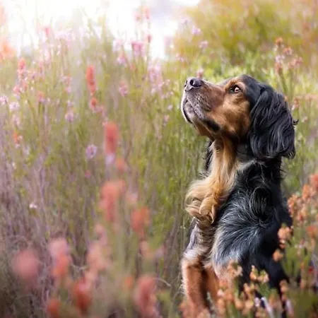 بيت للعطل With A Garden, Close To The *